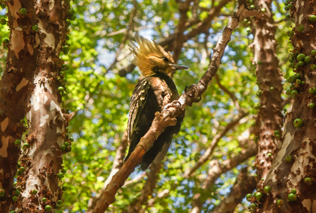 observa pássaros