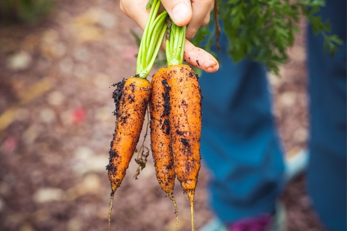 horta agroecológica