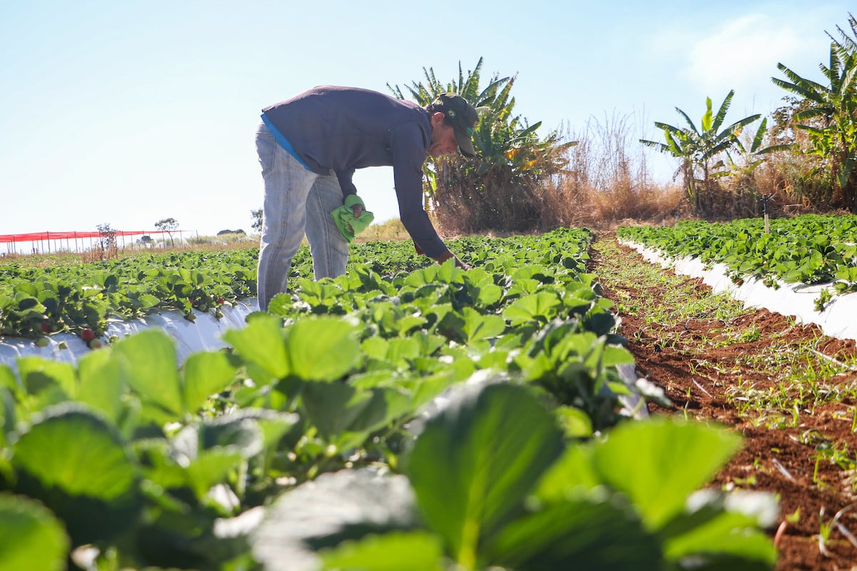 Como inserir a sustentabilidade na agroindústria