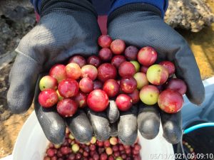 camu-camu fruta vitamina C