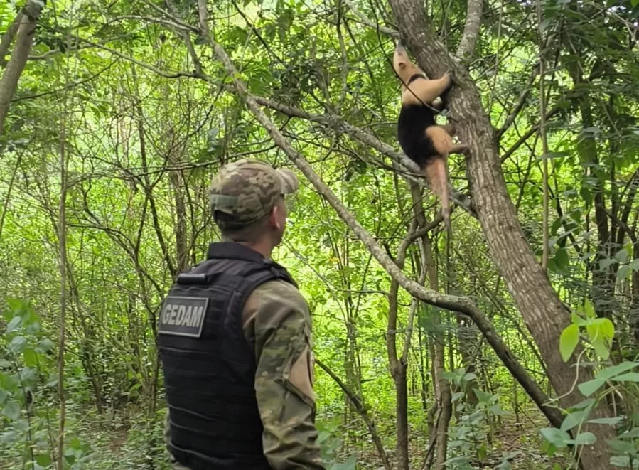 Agentes do Gedam resgatam tamanduá-mirim no bairro Itapeba, em Maricá — RC24H