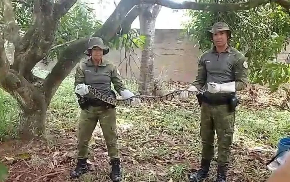 Agentes do grupamento de defesa ambiental resgatam jiboia em Maricá — RC24H