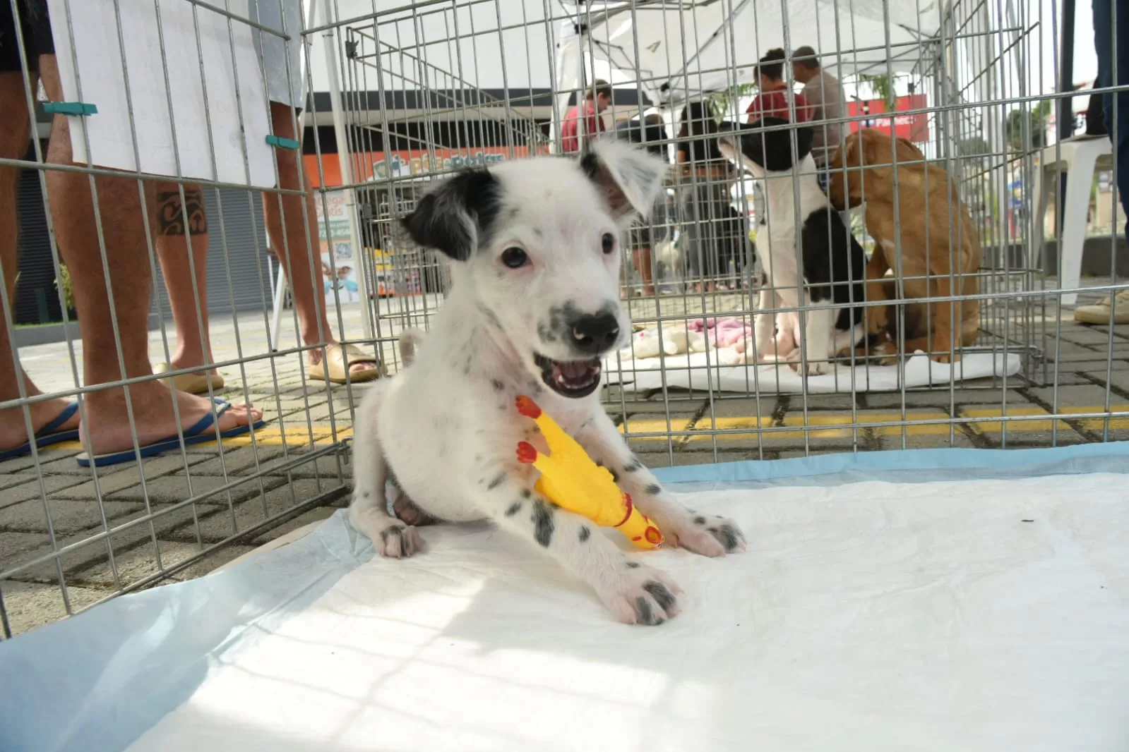 Maricá promove primeira feira de adoção de cães e gatos de 2025 neste sábado (25) — RC24H