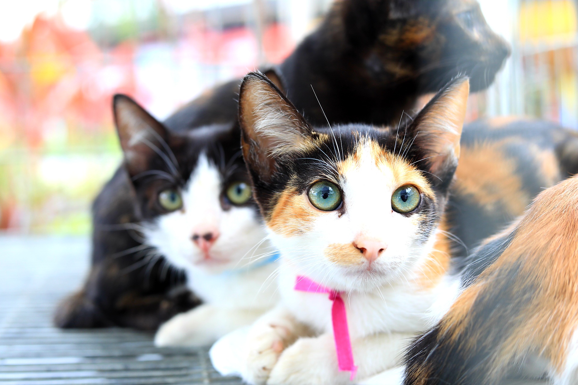 Secretaria de Bem-Estar Animal de Maricá abre novas inscrições para castração de 500 cães e gatos