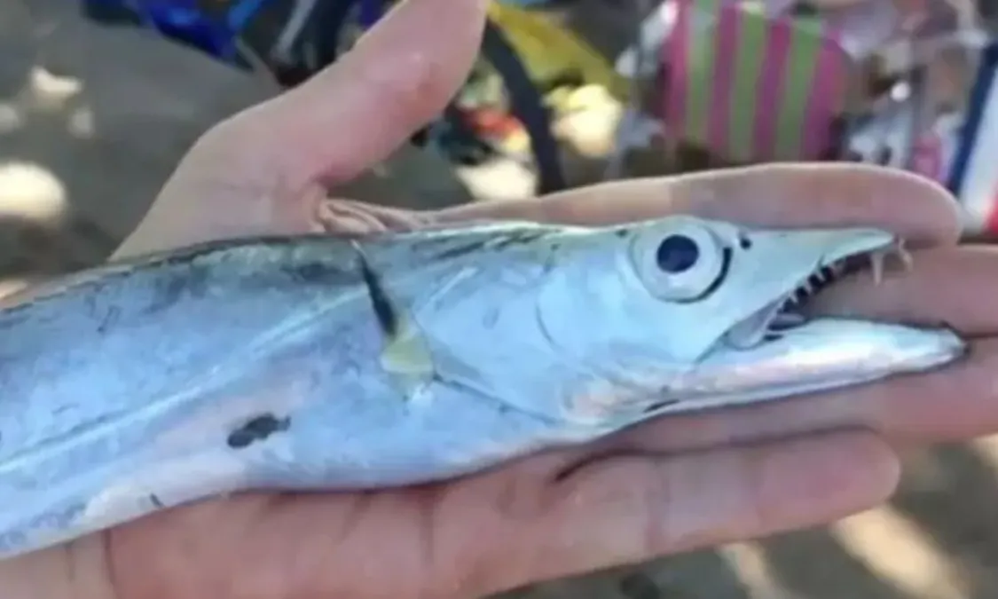 Ataque de peixes deixa sete feridos em praia da Região dos Lagos; vídeo | Enfoco