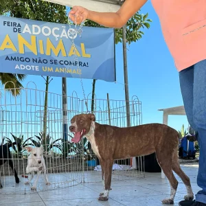 Rio das Ostras realiza a 3ª edição da Feira de Adoção Animal nesta terça (25) — RC24H