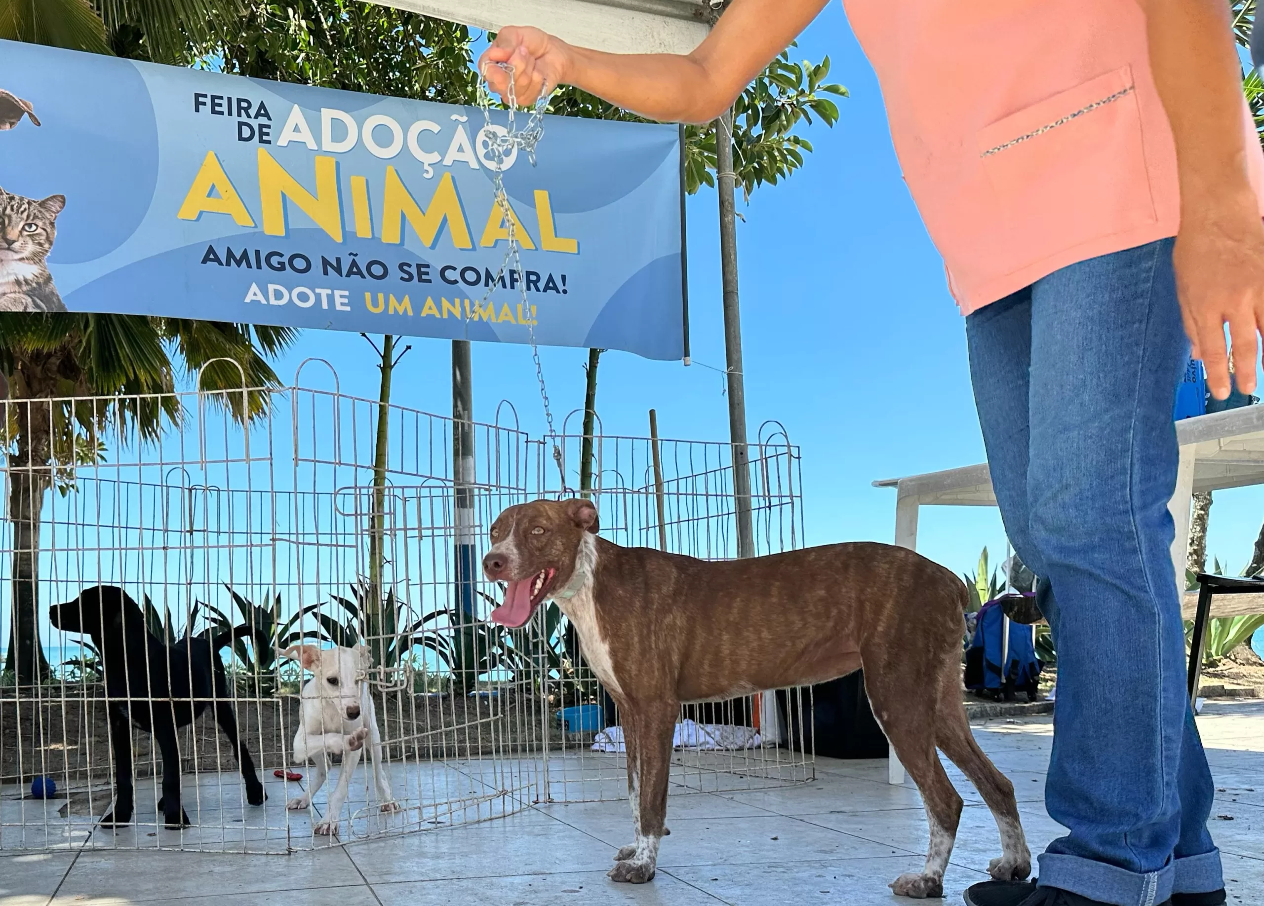 Rio das Ostras realiza a 3ª edição da Feira de Adoção Animal nesta terça (25) — RC24H