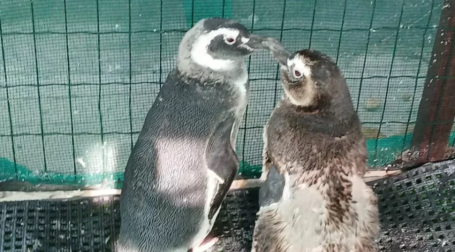Pinguins-de-Magalhães recebem penas novinhas antes do Carnaval em Araruama