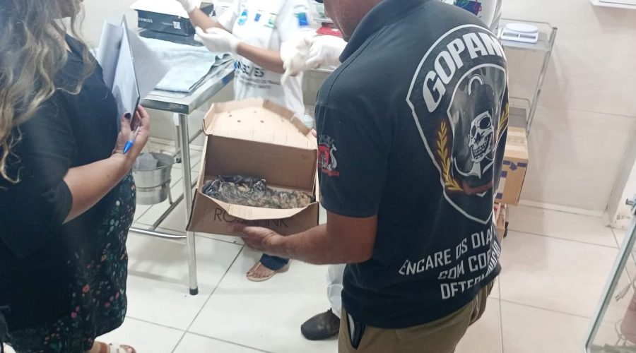 Arraial do Cabo: Filhotes de gambá chegam ao Instituto BW com a mãe morta
