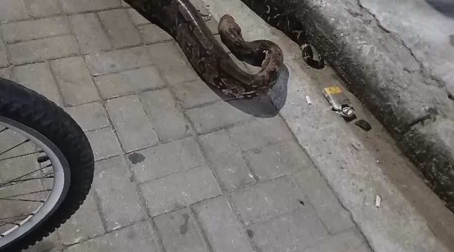 Moradores de Búzios matam cobra com pedras na cidade