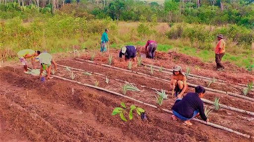 alimentação