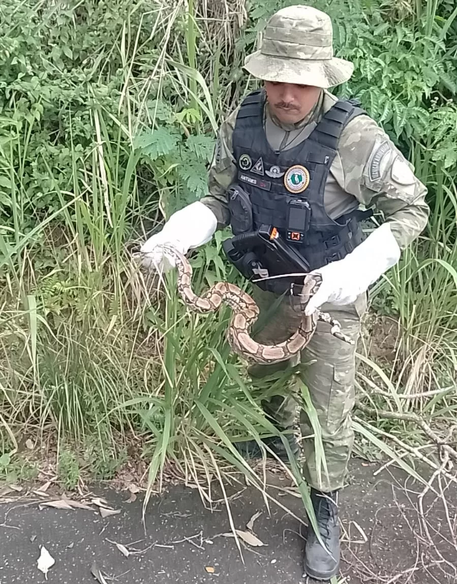 Guarda Municipal de Maricá resgata jiboia — RC24H