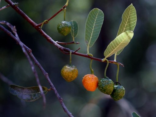 fruta Cerrado