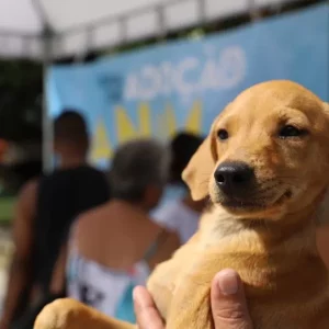 Rio das Ostras promove Feira de Adoção Animal nesta terça (18) — RC24H