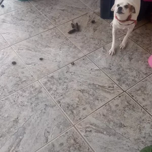 Cachorro é resgatado em situação de maus-tratos em Rio das Ostras e tutora é presa — RC24H