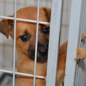 Rio das Ostras realiza mais uma Feira de Adoção Animal nesta terça (25) — RC24H