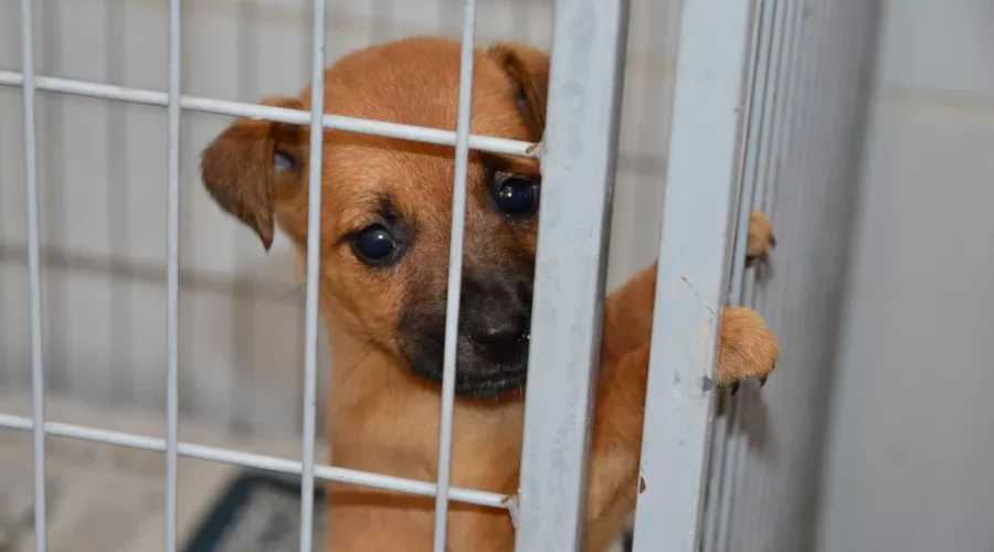 Rio das Ostras promove mais uma Feira de Adoção de Animais nesta terça (25)