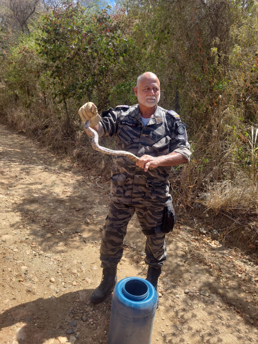 Guarda Ambiental de Iguaba Grande alerta aumento de resgate de cobras na área urbana