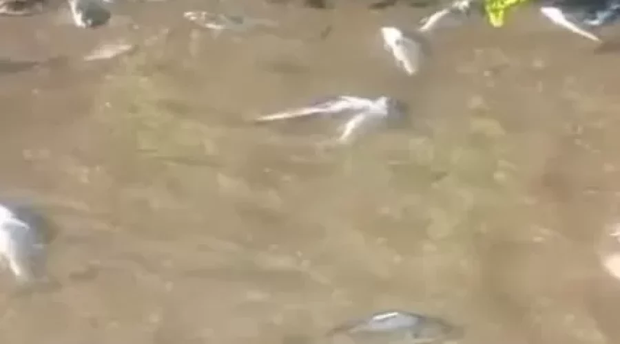 Peixes aparecem mortos na Praia Seca, em Araruama, e alarmam moradores