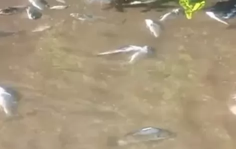 Peixes aparecem mortos na Praia Seca, em Araruama, e preocupam moradores — RC24H