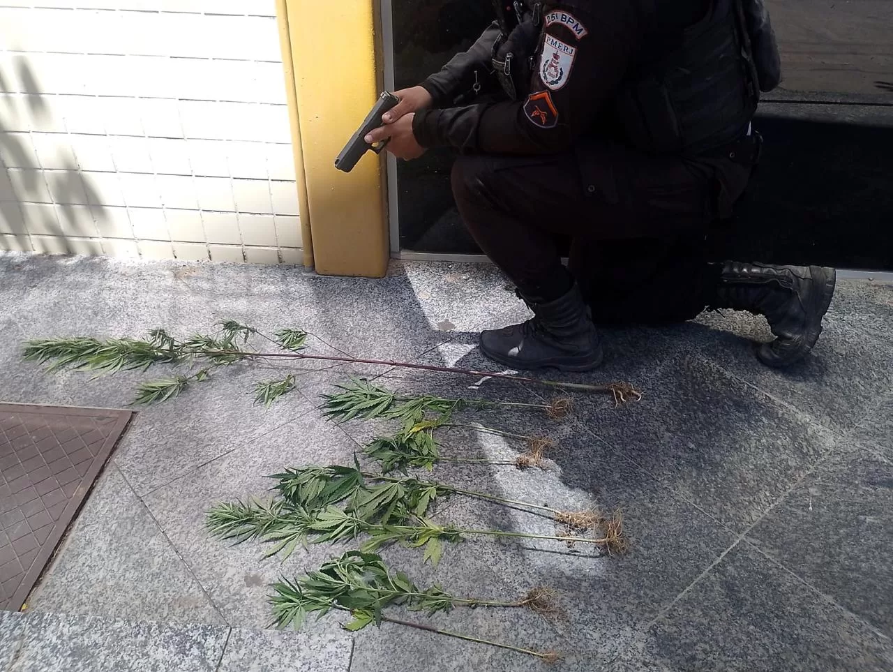 Polícia apreende pés de maconha em área de mata de Araruama — RC24H