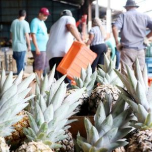 Cestas Verdes: Sai o resultado da seleção de agricultores familiares e entidades