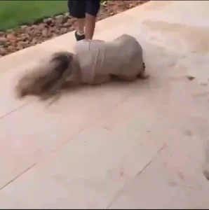 Luisa Sonza joga tia no chão em gincana de Páscoa; vídeo | Enfoco