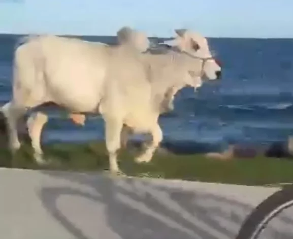 Boi desnorteado invade orla de Araruama e assusta moradores — RC24H