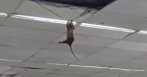 Gambá é flagrado pendurado no teto de supermercado em Búzios — RC24H