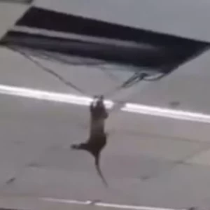 Gambá se pendura nos fios em supermercado na Região dos Lagos; vídeo | Enfoco