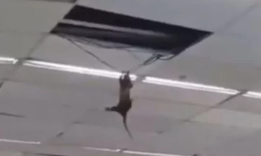 Gambá se pendura nos fios em supermercado na Região dos Lagos; vídeo | Enfoco