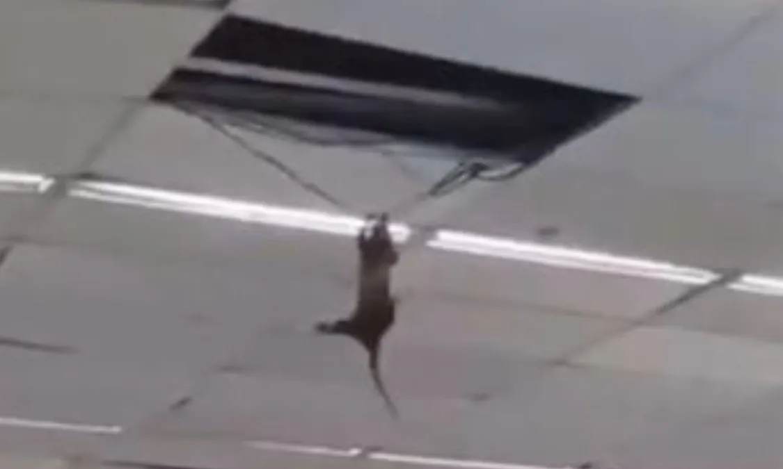 Gambá se pendura nos fios em supermercado na Região dos Lagos; vídeo | Enfoco