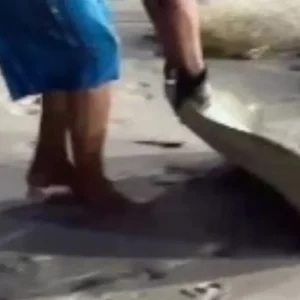 Flagrante: pescadores capturam arraias em extinção em Niterói; vídeo | Enfoco