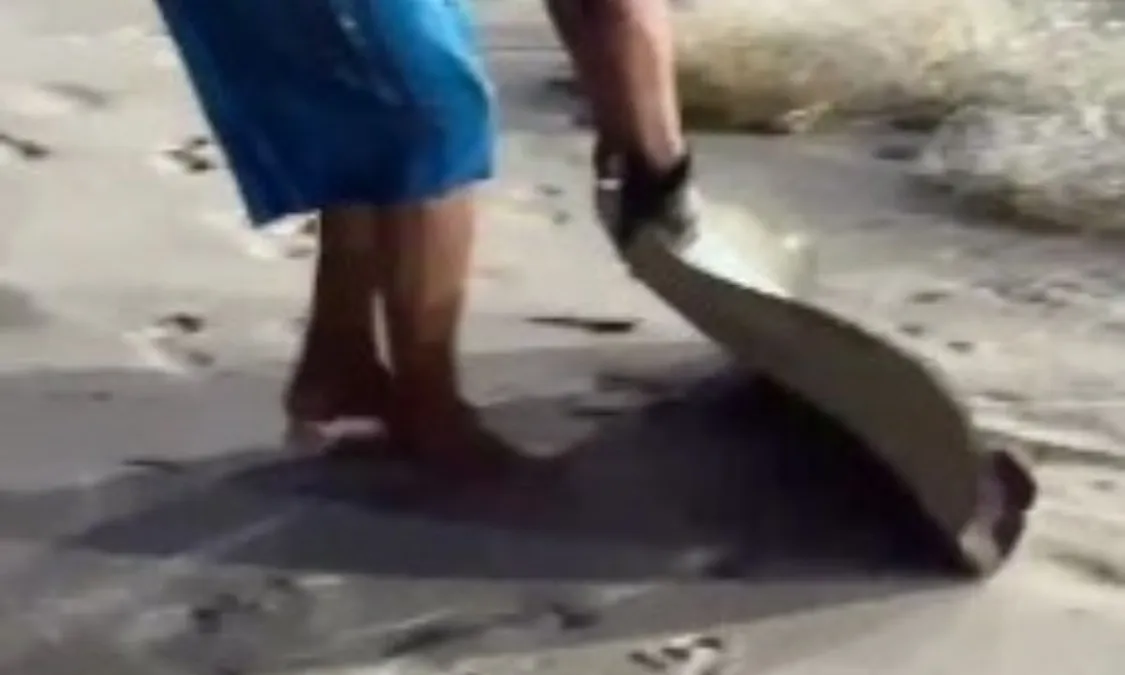 Flagrante: pescadores capturam arraias em extinção em Niterói; vídeo | Enfoco