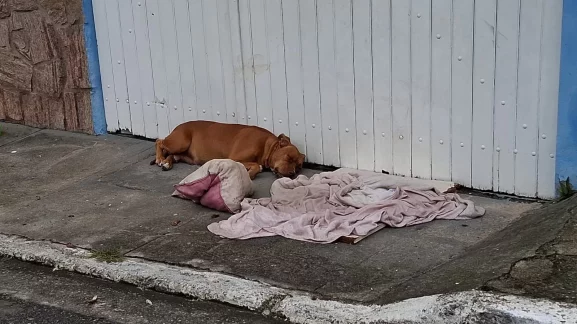 Moradores denunciam abandono de cadela de grande porte em Cabo Frio — RC24H