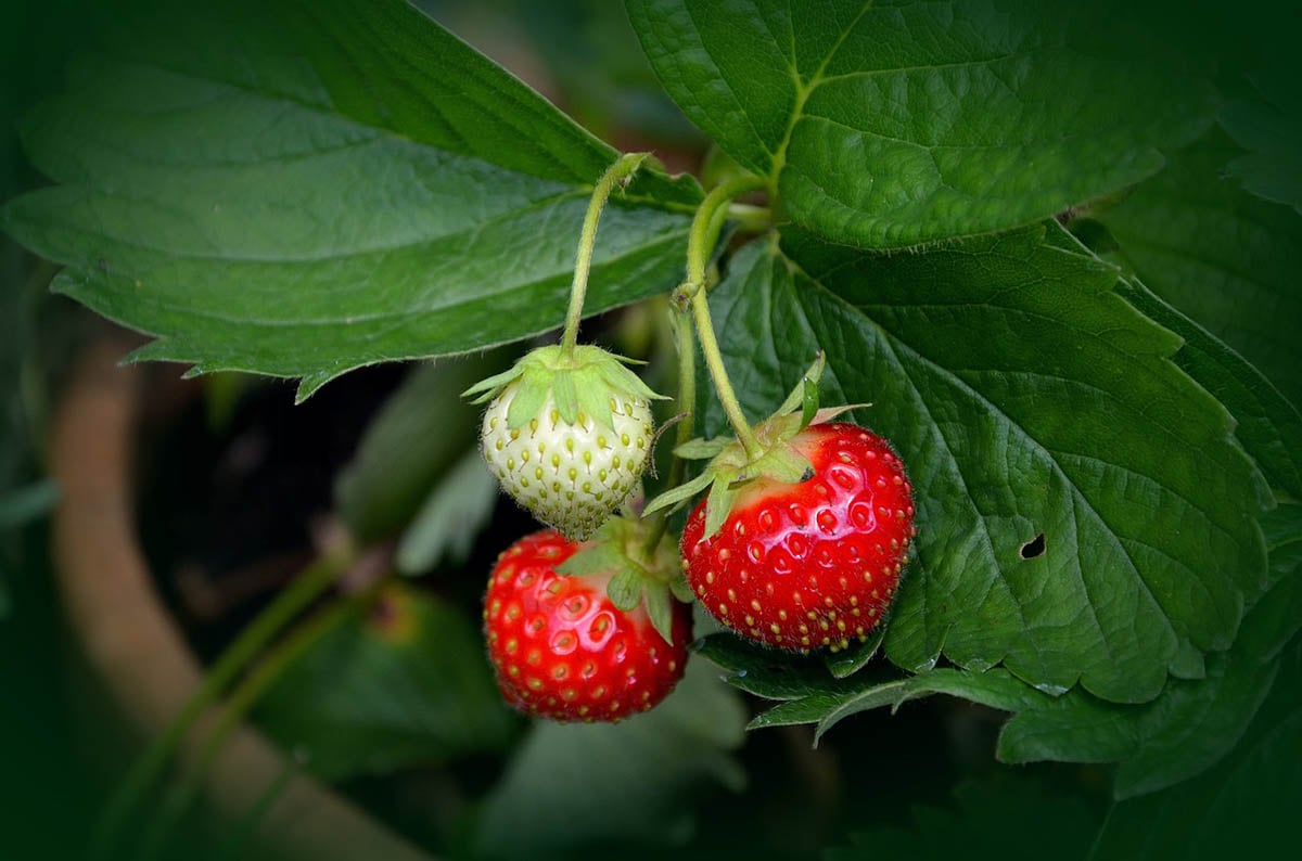 Saiba como plantar morango em casa e cultivá-lo de forma orgânica - fruta