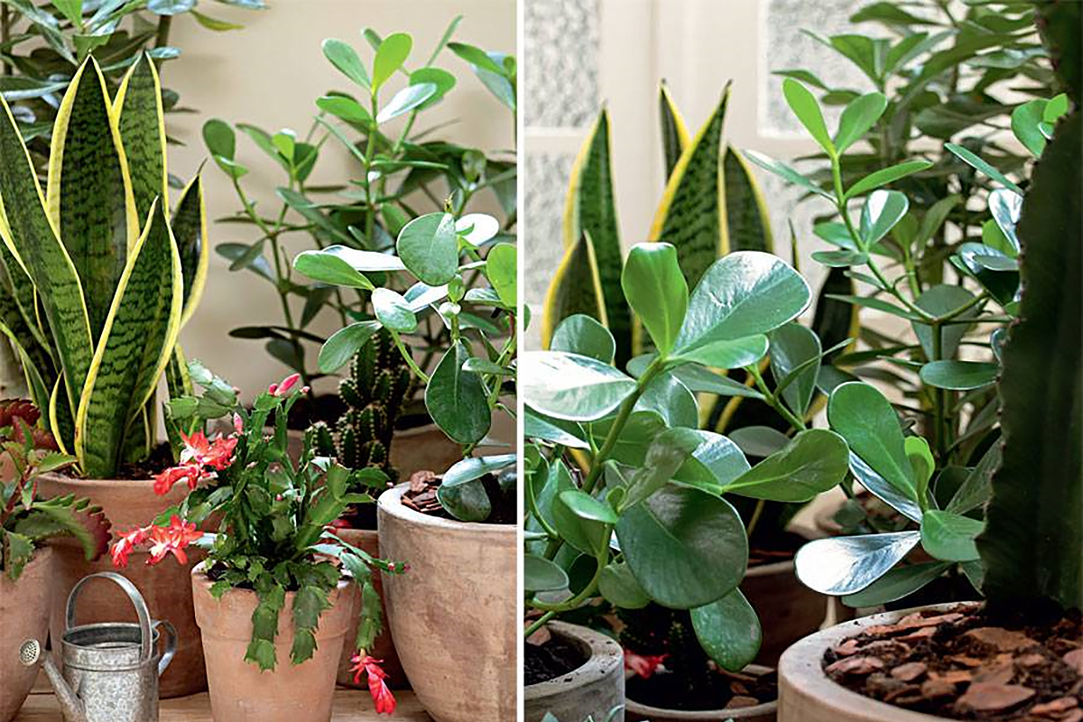 plantas jardim em apartamento