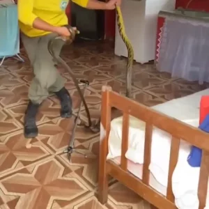 Casal encontra cobras acasalando embaixo da cama; vídeo | Enfoco