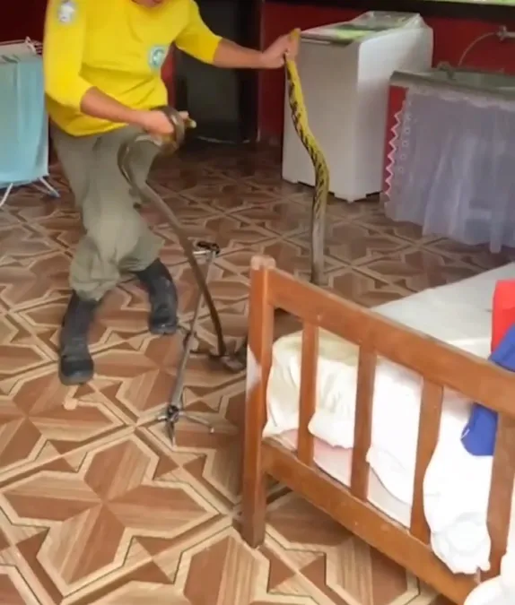 Casal encontra cobras acasalando embaixo da cama; vídeo | Enfoco
