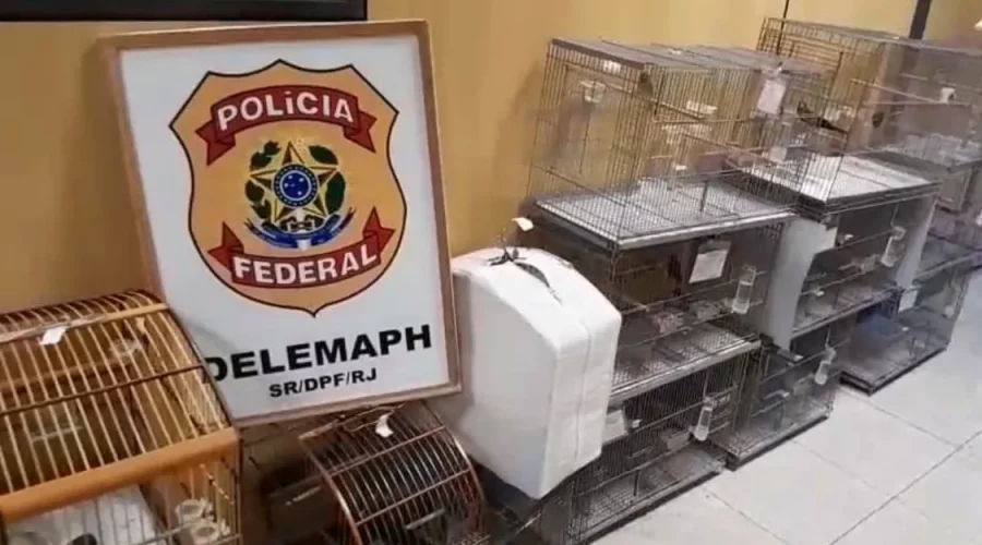 Maricá: Detido funcionário do Inea por captura e venda irregular de aves