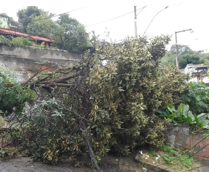 Queda de árvore interdita rua em São Gonçalo | Enfoco