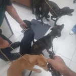 Dois homens são presos por maus-tratos a cães em Rio das Ostras — RC24H