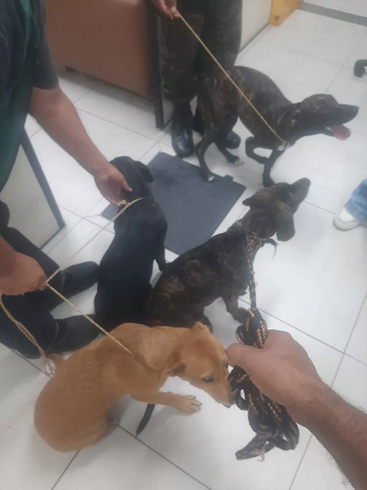 Dois homens são presos por maus-tratos a cães em Rio das Ostras — RC24H