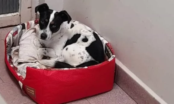 Cachorro processa ex-tutor por maus-tratos e ganha causa | Enfoco