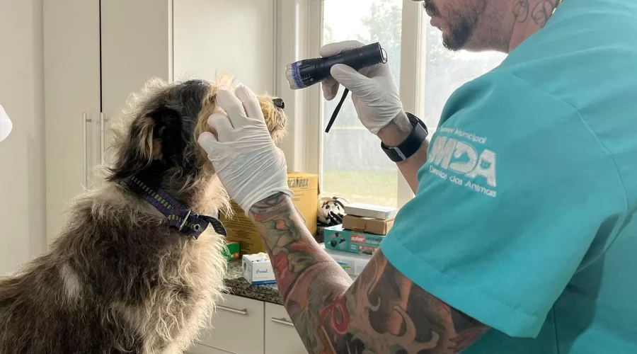 Saquarema: Mutirão de esterilização oferece cirurgia gratuita para cães e gatos