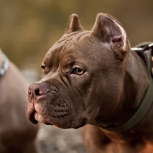 Pit bull tem instinto para atacar? Veja mitos e verdades sobre a raça | Enfoco
