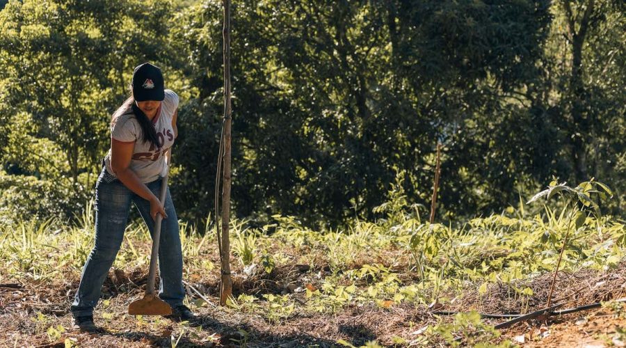 Cultivos agroflorestais ajudam jovens a aumentar seus lucros