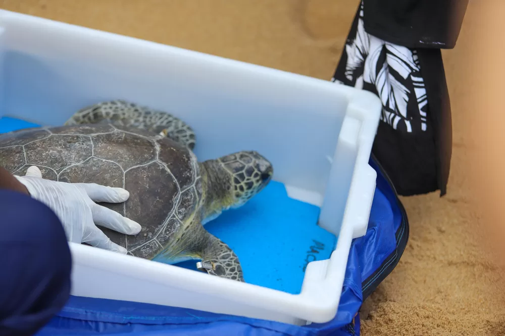 Tartaruga-verde resgatada é devolvida ao mar em ação de educação ambiental em Rio das Ostras — RC24H