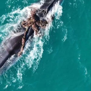 Baleias-Fin são vistas presas a cabo de pesca em Arraial do Cabo e mobilizam força-tarefa ambiental — RC24H