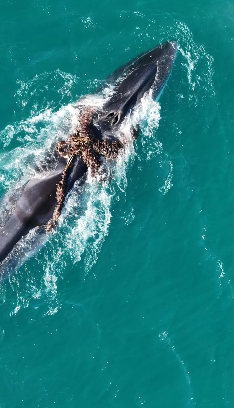 Baleias-Fin são vistas presas a cabo de pesca em Arraial do Cabo e mobilizam força-tarefa ambiental — RC24H